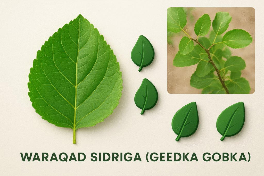 Warqadda Sidriga (Geedka Gobka):
