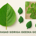 Warqadda Sidriga (Geedka Gobka):